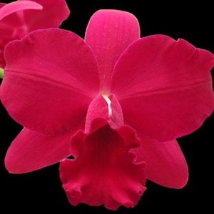 Pot. Paradise Rose ‘My Valentine’ (Slc. Pink Doll x Blc. Toshie Aoki) (3.5” Pot)