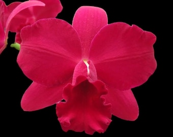 Pot. Paradise Rose ‘My Valentine’ (Slc. Pink Doll x Blc. Toshie Aoki) (3.5” Pot)