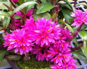 Dendrobium Hibiki (bracteosum x laevifolium) (3.5” pot)