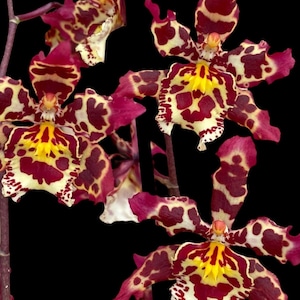 Oncidium Eye Candy 'Pinkie' Blooming Size (3.5” pot)