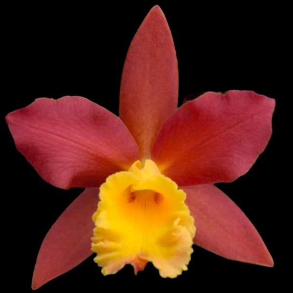 Blc. Lilly Marie Almas ‘MGR’(3.5 pot)
