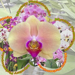 May include: A close-up of a Phalaenopsis orchid with large, pale yellow petals edged in pink. The center features a vibrant purple and yellow pattern. Other orchids in shades of pink and white are visible in the background.