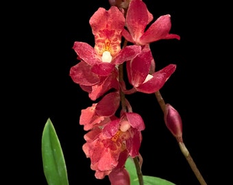 Howeara Lava Burst ‘Puanani’ AM/AOS Blooming Size (3.5” pot)