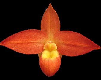 Phragmipedium Ackers Starlight (3.5” Pot)