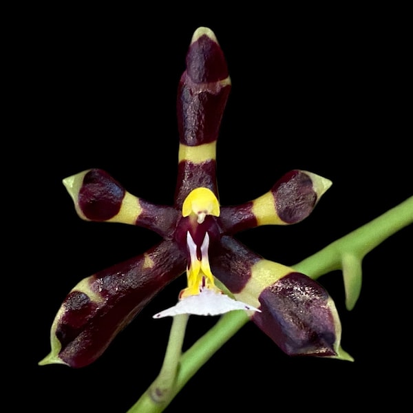 Fragrant - Phalaenopsis mannii x sib (3” Pot)