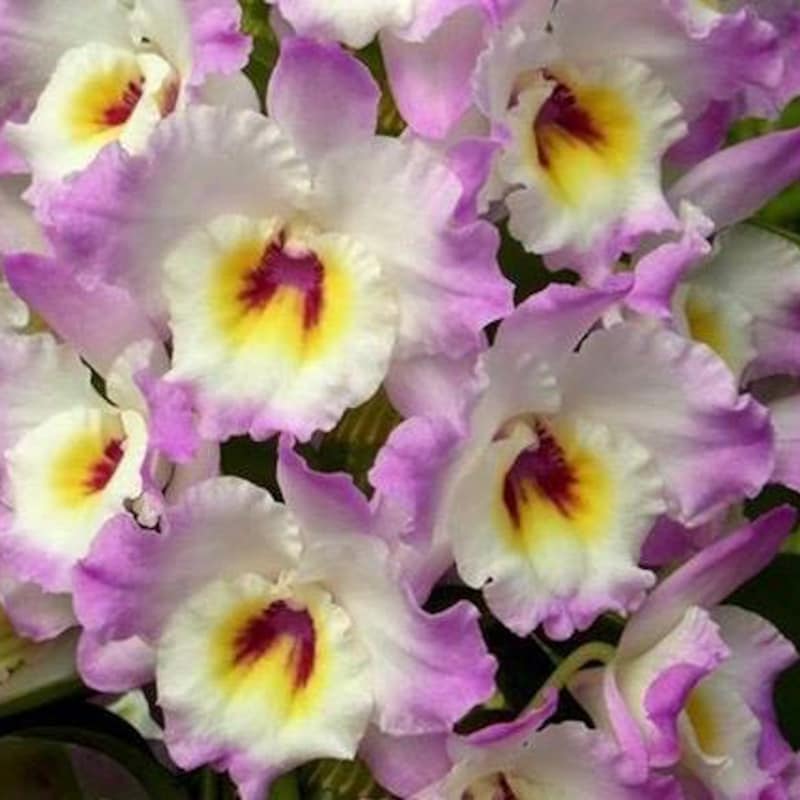 Dendrobium Rabbit Dendrobium - Etsy