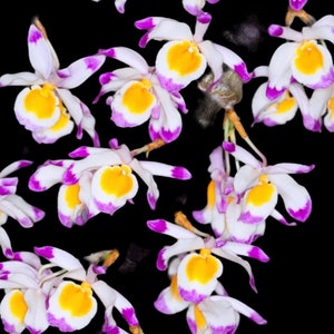 Dendrobium pendulum x sib 3.5 pot image 1