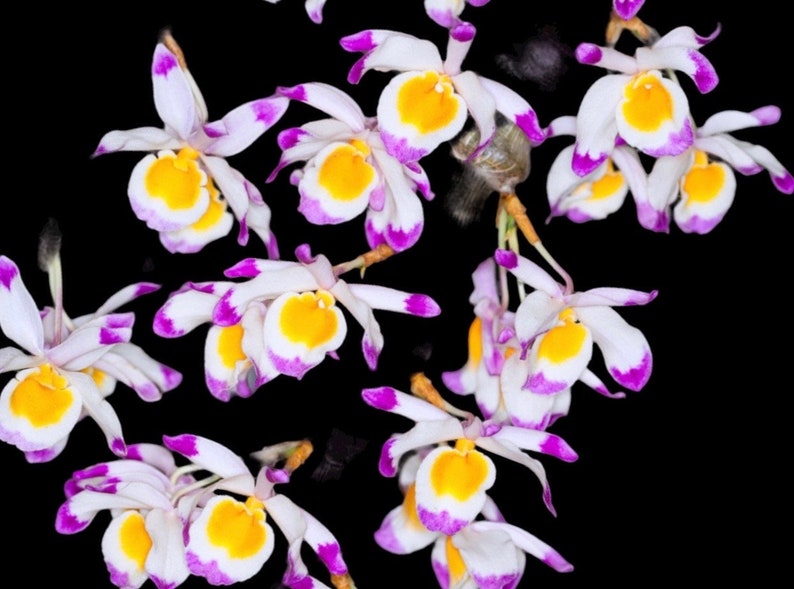 Dendrobium pendulum x sib 3.5 pot image 1