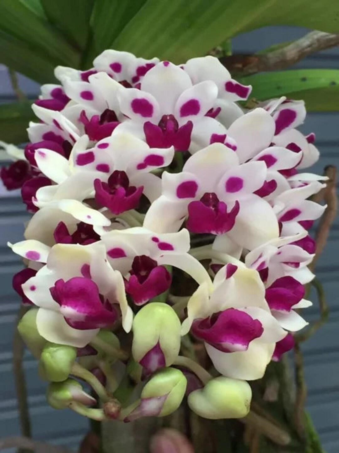 Rhynchostylis Gigantea &lsquo;cartoon&rsquo; X Sib 3.5, Square Pot - Etsy