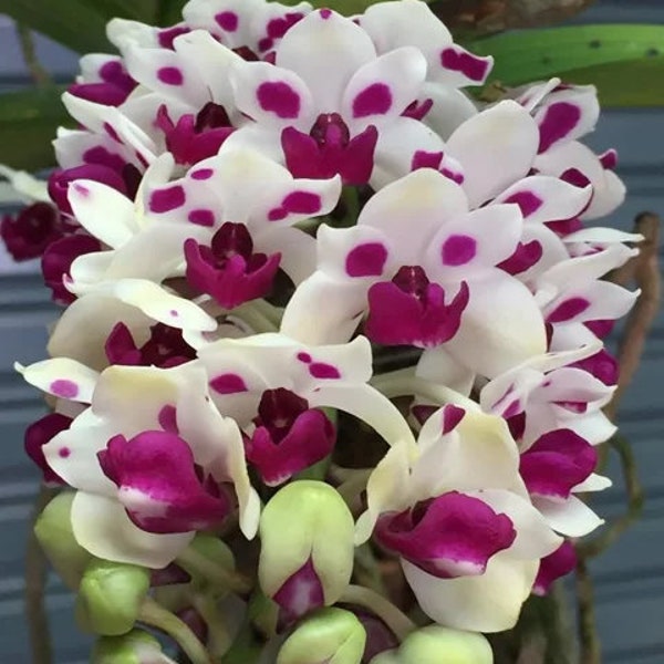 Rhynchostylis gigantea 'Cartoon' x sib (3.5”, square pot)