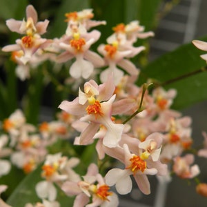 Double / Multi Spikes - Oncidium Tsiku Marguerite (Onc. Twinkle x Onc. sotoanum) (3.5” Pot)