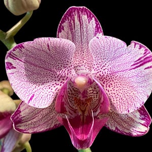Double Spikes Phalaenopsis I-Hsin Charming Cherry ‘Splash’ (3.5” Pot)
