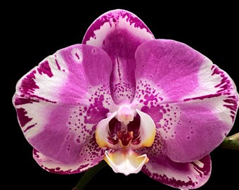 Double Spikes Phalaenopsis Dtps. Yu Pin Lady (4.5" pot)