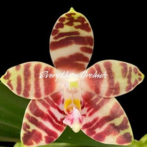 Fragrant Phalaenopsis amboinensis ‘Nicole’ x self (3” Pot)