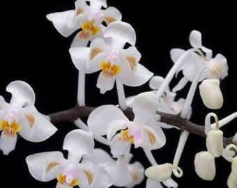 Phalaenopsis celebensis × sib (3” Pot)