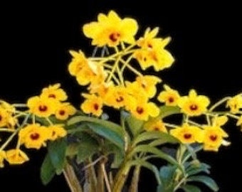 Dendrobium chrysotoxum v. suavissimum x sib (3.5” pot)