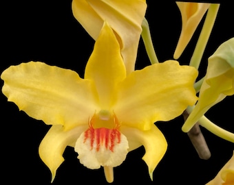 Dendrobium lowii (3” pot)