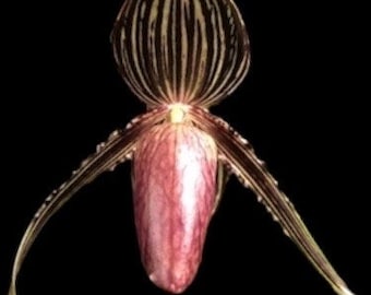 Paph. Wayne Booth ‘Chocolate Flush’ x rothschildianum ‘Black Bird’ (4.5” pot)