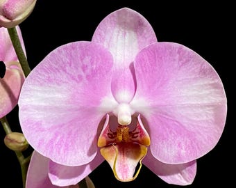 Fragrant Phalaenopsis Miki Sabina '742'' (3