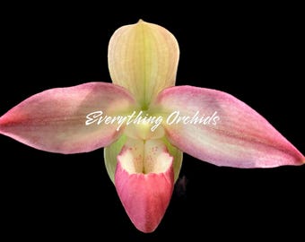Phragmipedium Kelly Nash (Eric Young × fischeri) (3.5”Pot)