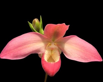 Phragmipedium Quintal's Twilight (QF Quintal Bang × twilight) (4" pot)