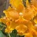 see more listings in the IN SPIKES ORCHIDS section