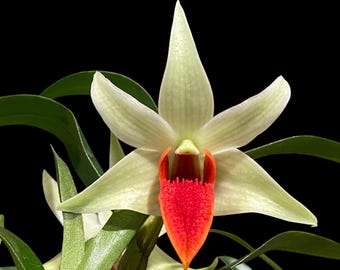 Dendrobium Jiaho Delight Red Lip (Den. Hsinying Frostymaree × tobaense) (2” Pot)