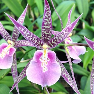 Fragrant - Miltassia Charles M. Fitch 'Izumi' (BS, 3.5" pot)