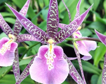 Fragrant - Miltassia Charles M. Fitch 'Izumi' (BS, 3.5" pot)