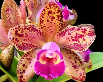 Rlc. Waianae Leopard ‘Ching Hua’ Blooming Size (3.5” pot)