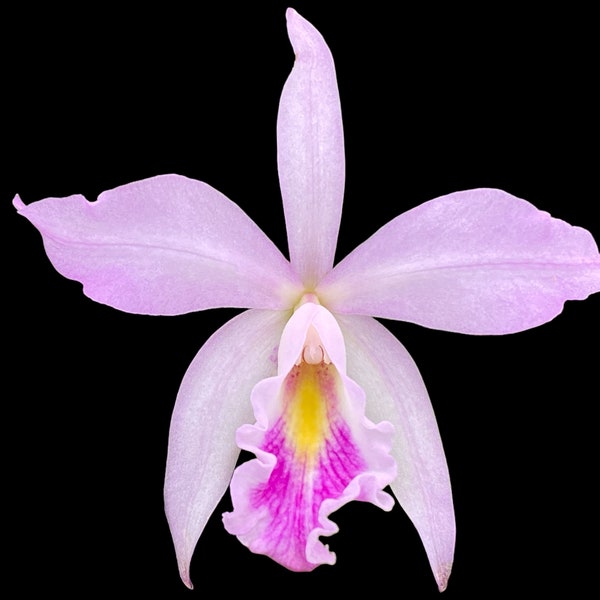 Cattleya maxima var semi alba x Bc Tetradip 'Junko’ Blooming Size (2” Pot)