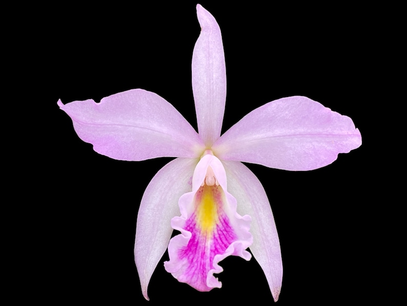 Cattleya maxima var semi alba x Bc Tetradip 'Junko Blooming Size 2 Pot image 1