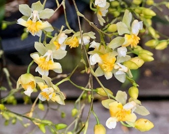 IN  SPIKE - Fragrant Mini Oncidium Twinkle ‘Fantasy’ (3” Pot)