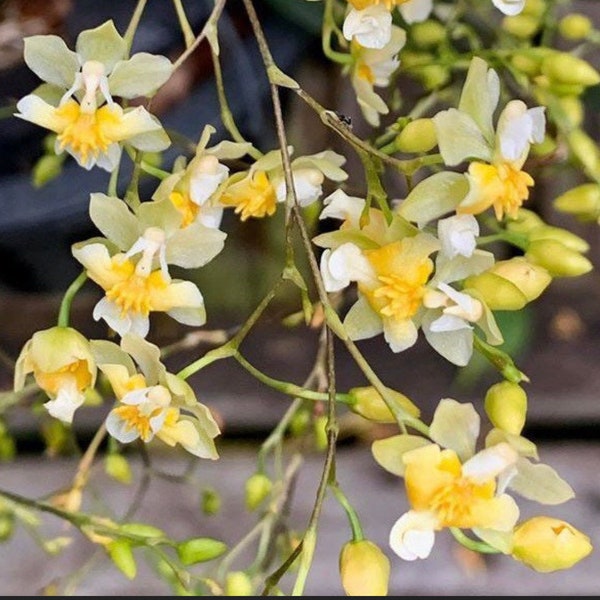 IN  SPIKE - Fragrant Mini Oncidium Twinkle ‘Fantasy’ (3” Pot)