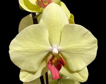 Double Spikes Phalaenopsis Fuller’s Sunset OX (4.5" pot)