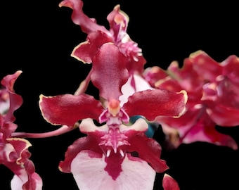 Double Tall Spikes - Oncidium Sharry Baby ‘Sweet Fragrance’ Huge Plants (3.5” pot)