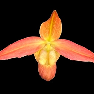 Phragmipedium QF Volcano Joy (Eric Young x QF Red Wings) (4.5” pot)