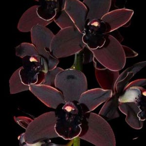 May include: A cluster of dark burgundy orchid blossoms with black centers and white edges against a black background. The petals have a velvety texture, and the flowers are in full bloom, showcasing their intricate details.