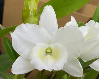 Dendrobium Spring Snow (4” pot)