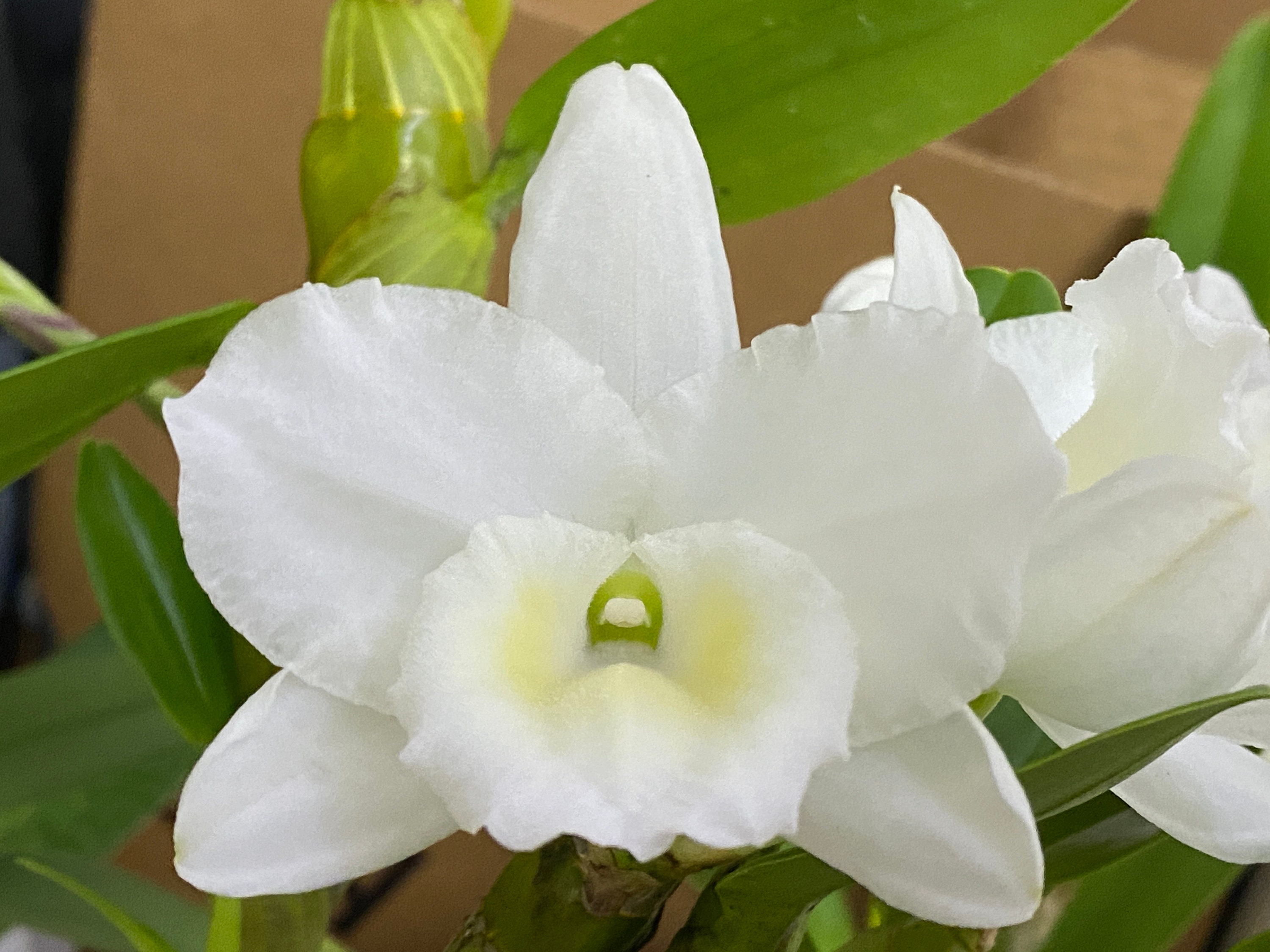 Dendrobium Spring Snow (4” Pot) - Etsy