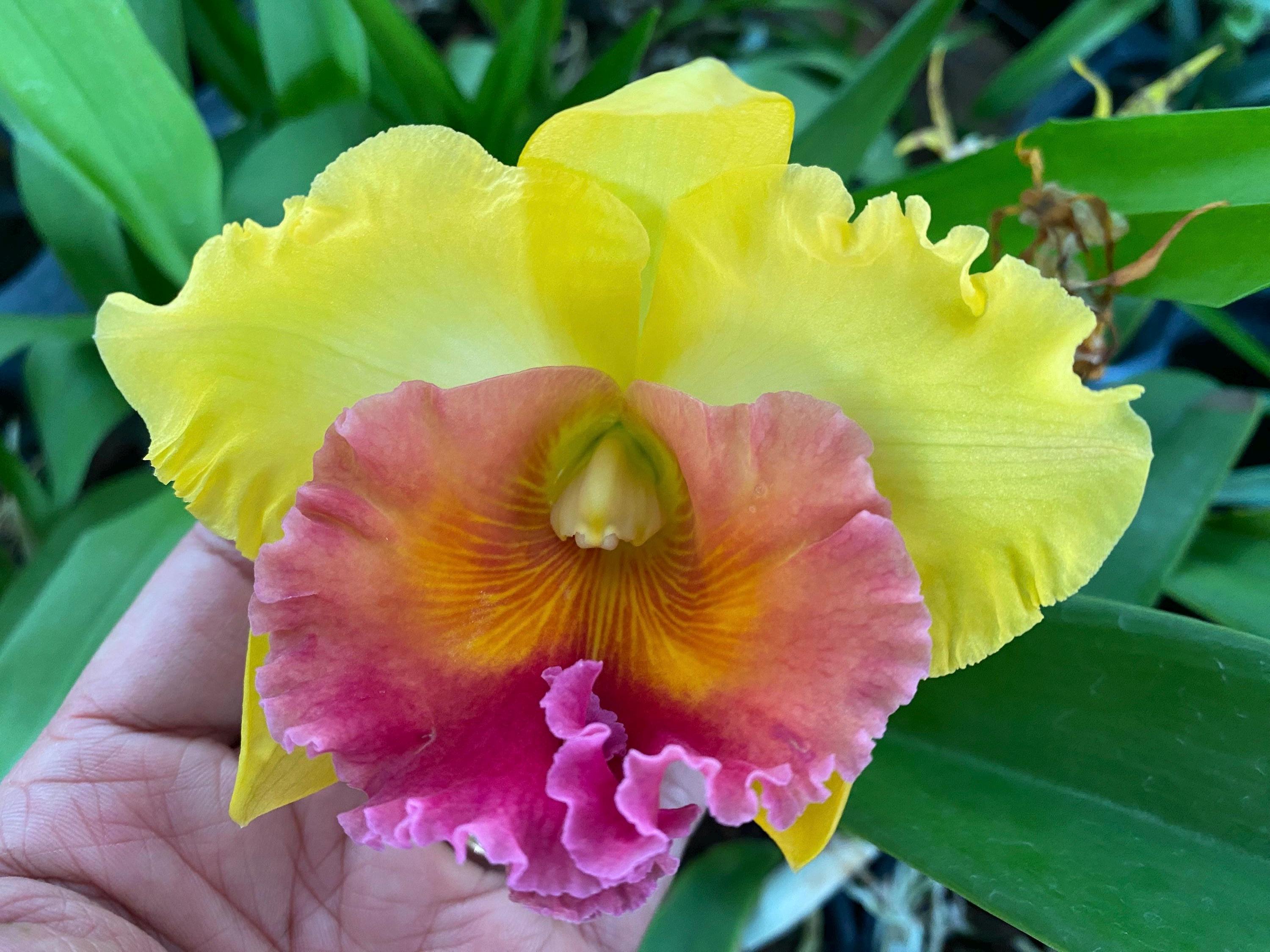 Rlc. Miss Thailand × Ric. Thaksina Gold (5” Pot) - Etsy