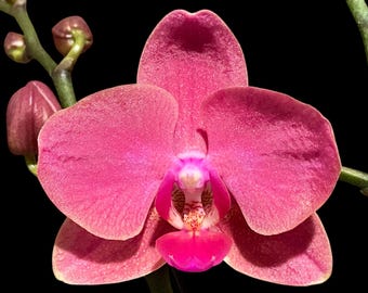 Double Spikes Phalaenopsis Red Sun (3” Pot)
