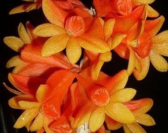 Dendrobium chrysopterum x sib (3.5” pot)