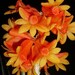 see more listings in the DENDROBIUM section