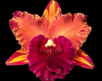 Rare Cattleya Rlc Hey Song ‘Amazing Thailand’&#39; NBS (3.5” pot)