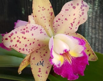 Rlc. Leopard Land (RIc. Waianae Leopard 'C.H. x aclandae) (3.5” pot)