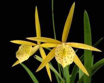 In Buds Bl. Yellow Bird (Richard Mueller 4N × B. nodosa 4N) (2.5” pot)