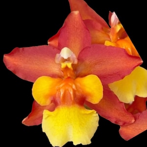 May include: Close-up of a vibrant orchid flower with a striking color palette. The petals transition from a deep red-orange to a bright yellow at the center. The flower is set against a solid black background, highlighting its intricate details.