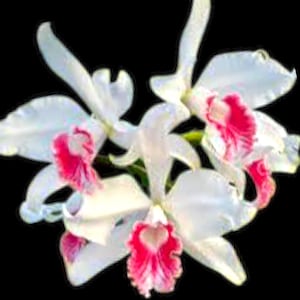 May include: Close-up of white orchid flowers with vibrant pink and red accents on a black background. The petals are delicate and layered, showcasing the intricate details of the blooms. The floral arrangement is a beautiful display of nature's artistry.