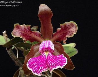 Cattleya schilleriana × sib (3.5” Pot)